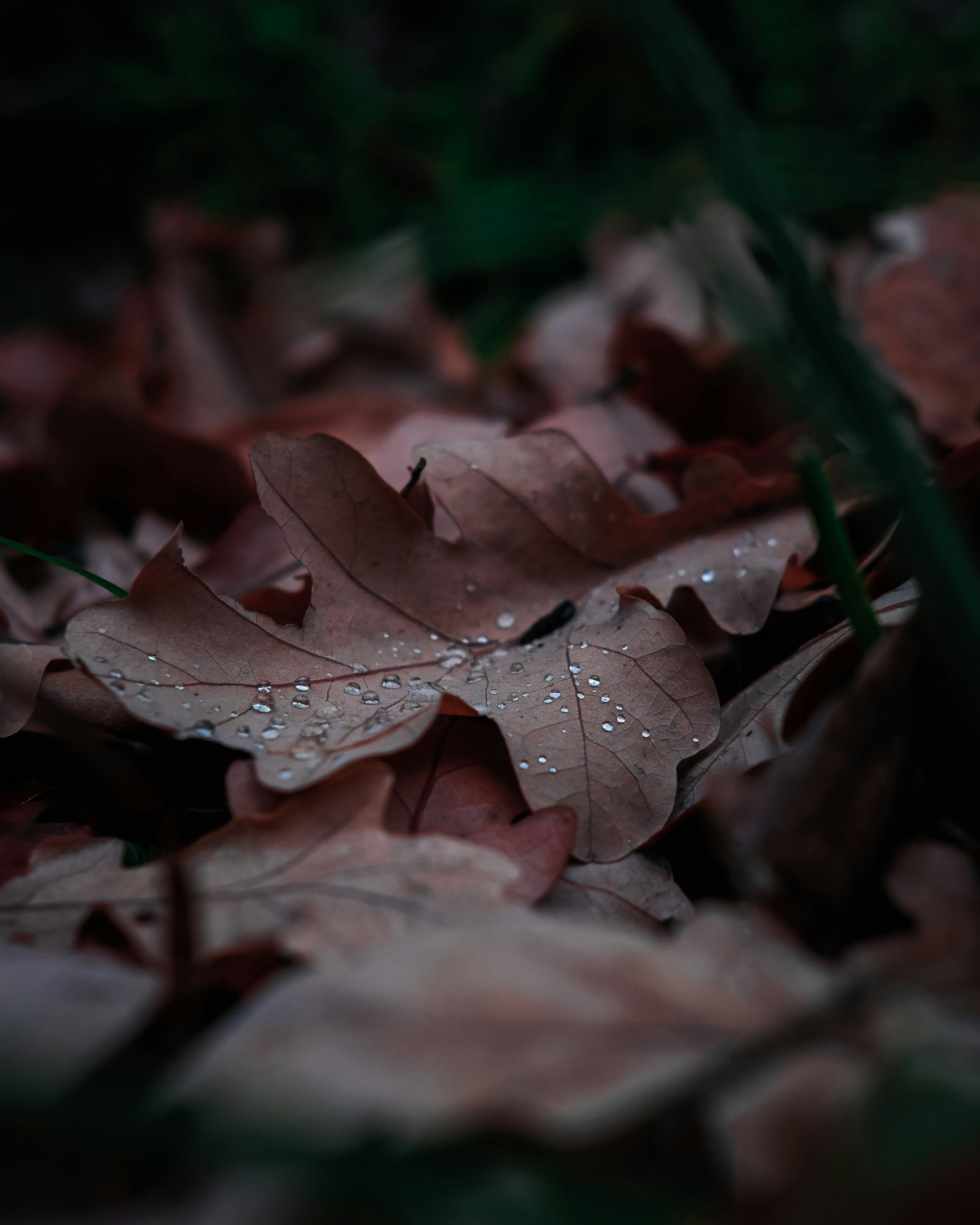 brown dried leaf on ground